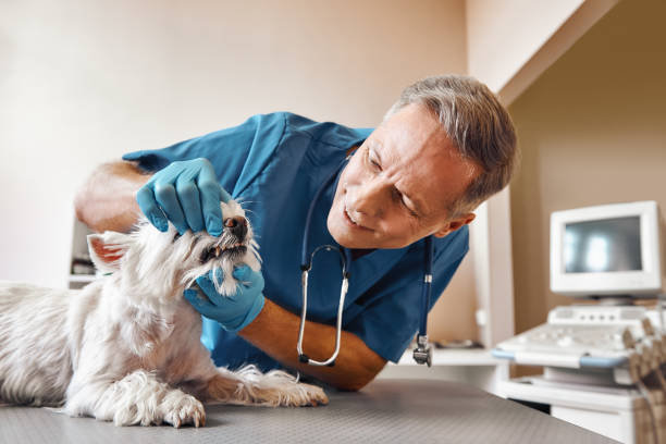 Best Pediatric Emergency Dentist in Falls Creek, PA